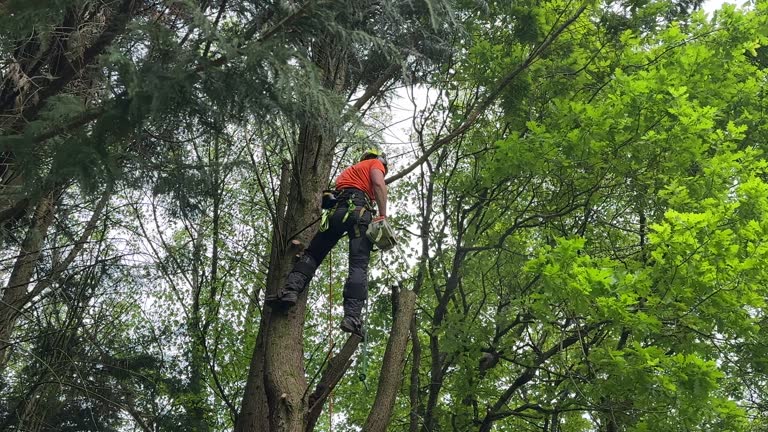 Best Fruit Tree Pruning  in St Anthony, MN